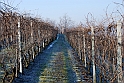 S. Damiano d'Asti - Ultima neve e brina_021